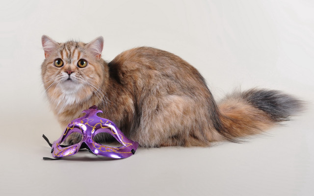 Cat purple mask surrealism realistic free wallpaper - medium preview image