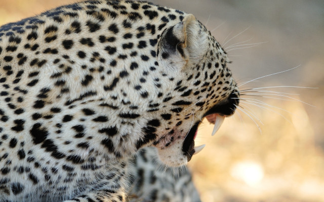 Leopard open mouth sharp claws #2 free wallpaper - medium preview image
