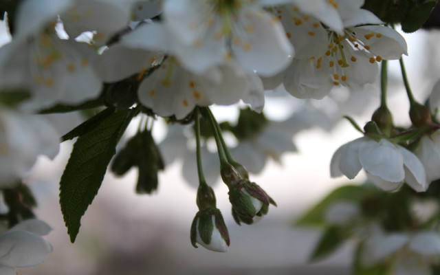 White flowers branch bokeh macro free wallpaper - medium preview image