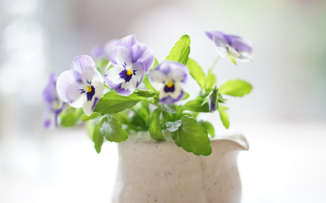 Small vase purple flowers blurry free wallpaper - medium preview image