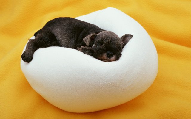 Black puppy sleeping white pillow free wallpaper - medium preview image