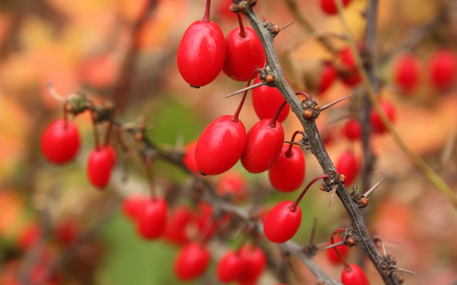 Red berries forest macro bokeh free wallpaper - medium preview image