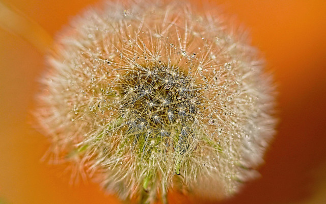 Dandelion water drops autumn fireworks free wallpaper - medium preview image