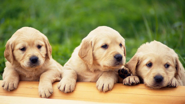 Three puppies smiling wooden bench free wallpaper - medium preview image