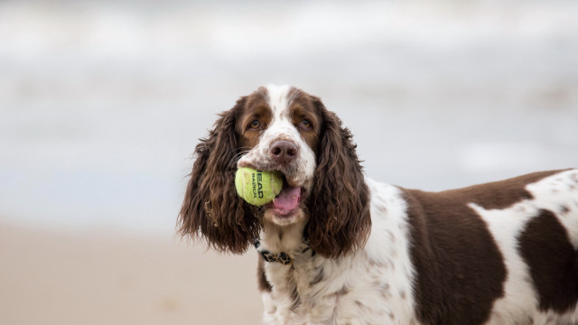 Dog tennisball beach water sand free wallpaper - medium preview image