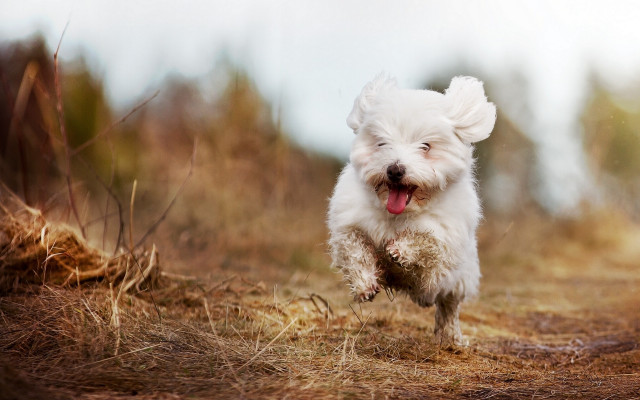 Small white dog running field #3 free wallpaper - medium preview image