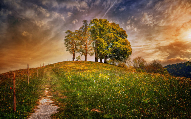 Path tree hill flowers grass free wallpaper - medium preview image