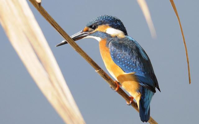 Bird branch long beak blue free wallpaper - medium preview image