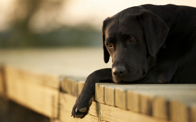 Black dog sitting on bench free wallpaper - medium preview image