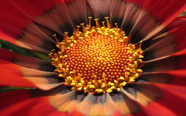 Red flower yellow center macro #5 free wallpaper - medium preview image