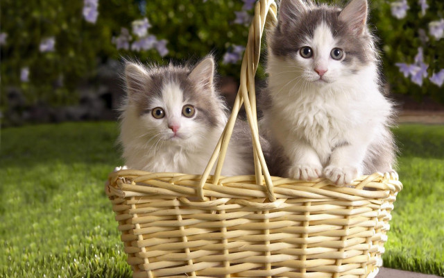 Two kittens basket grass sun free wallpaper - medium preview image