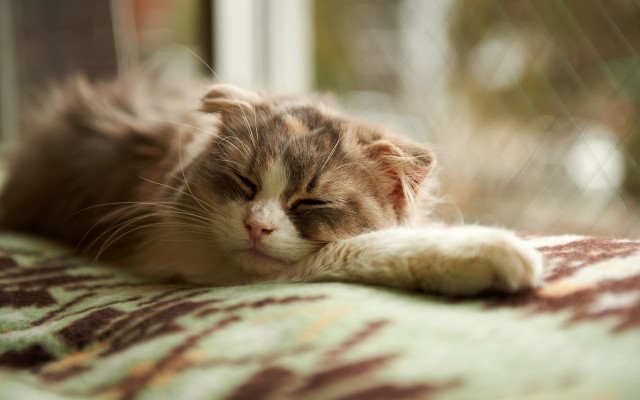 Cat sleeping blanket window tranquil free wallpaper - medium preview image