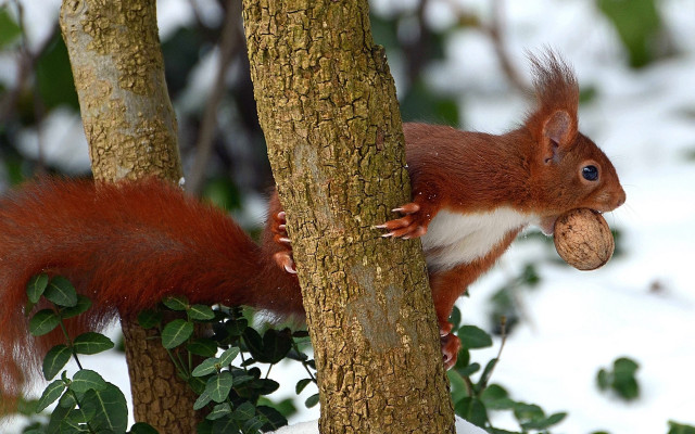 Squirrel eating nut snow tree free wallpaper - medium preview image