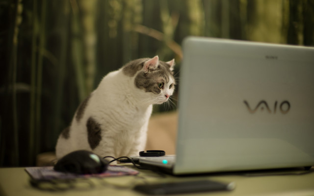 Cat laptop bamboo blurry bokeh free wallpaper - medium preview image