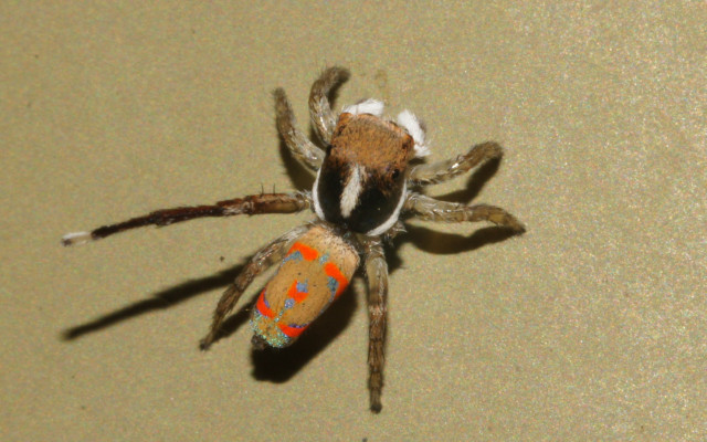 Spider redspot yellowspot hurufiyya gradient free wallpaper - medium preview image