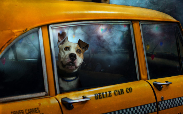 Dog taxi window sad portrait free wallpaper - medium preview image