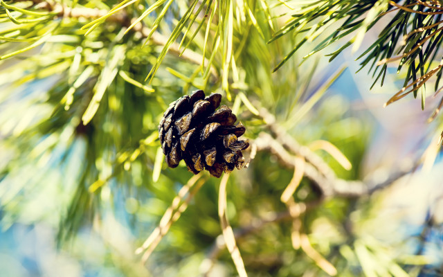 Pinecone treebranch bluesky sunlight leaves free wallpaper - medium preview image