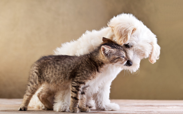 Cat dog rubbing table naturalism free wallpaper - medium preview image