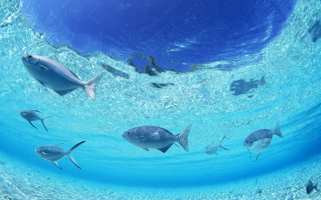 Ocean fish coral reef bubble free wallpaper - medium preview image