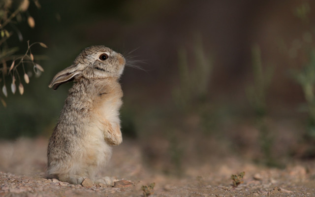 Rabbit stand dirt nature blurry free wallpaper - medium preview image