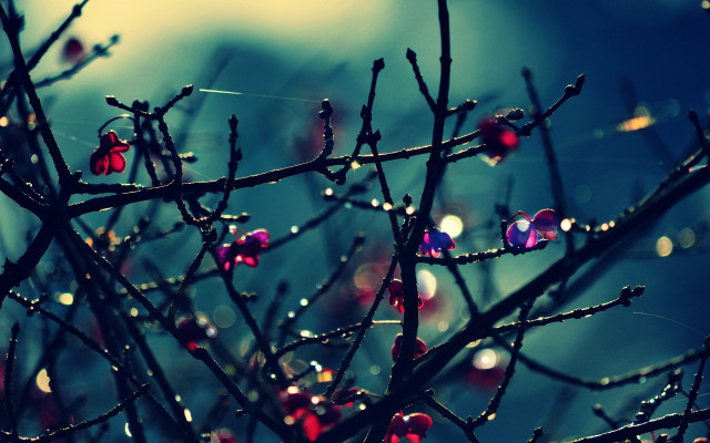 Tree water drops blue sky #2 free wallpaper - medium preview image