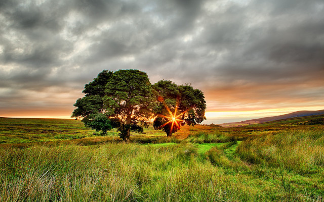 Tree sunset cloudy sky field free wallpaper - medium preview image