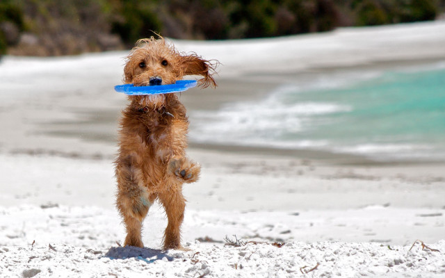 Dog frisbee beach snow sand free wallpaper - medium preview image