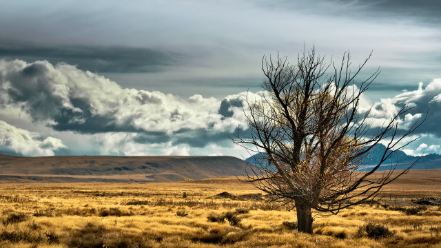 Lone tree mountain field cloudy free wallpaper - medium preview image