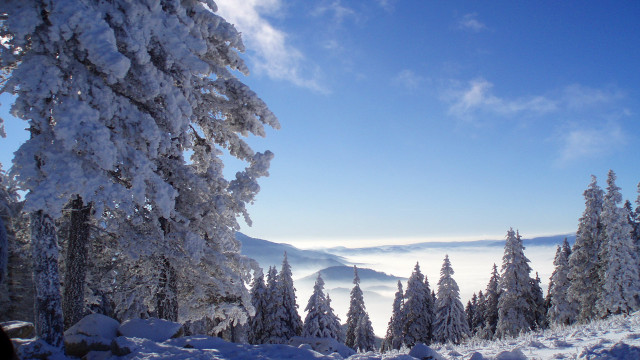 Snowy mountain forest bush ice free wallpaper - medium preview image