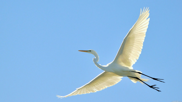 White bird blue sky ecological free wallpaper - medium preview image