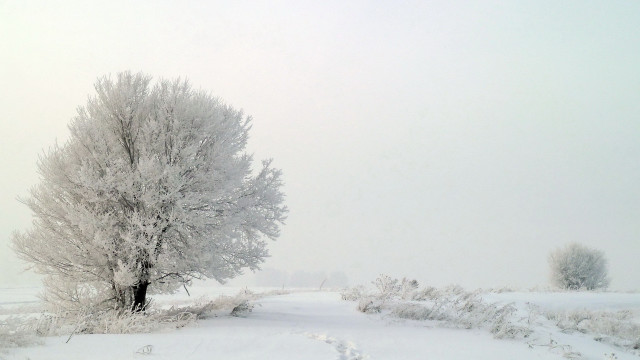 Lone tree snowy field tracks free wallpaper - medium preview image