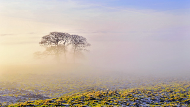 Foggy field two trees bushes free wallpaper - medium preview image