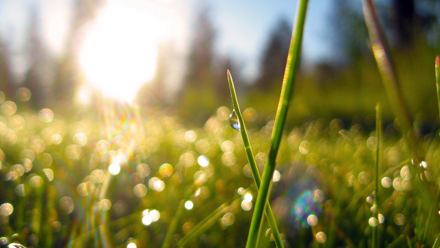 Grass sun water droplets bokeh free wallpaper - medium preview image
