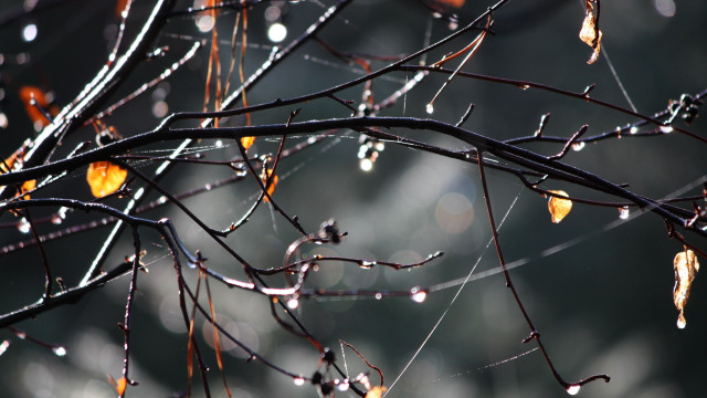 Water drops tree blurry background free wallpaper - medium preview image