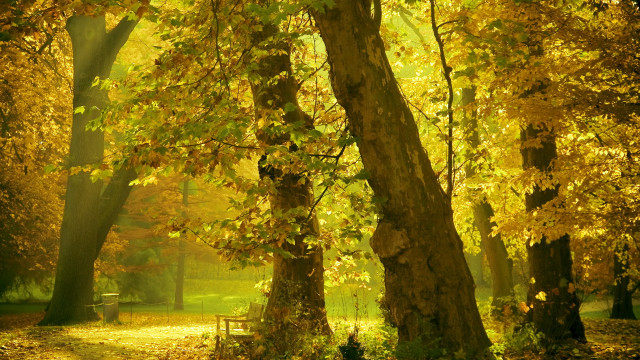 Autumn park bench trees leaves #5 free wallpaper - medium preview image