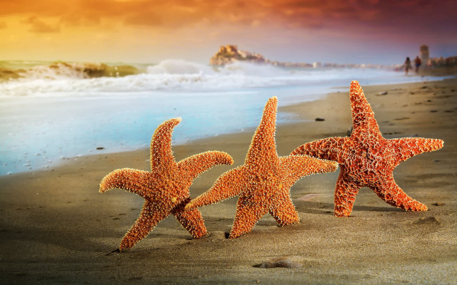 Three starfish beach sunset wave free wallpaper - medium preview image