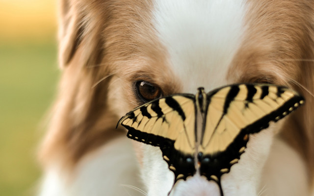 Dog butterfly nose focus portrait free wallpaper - medium preview image