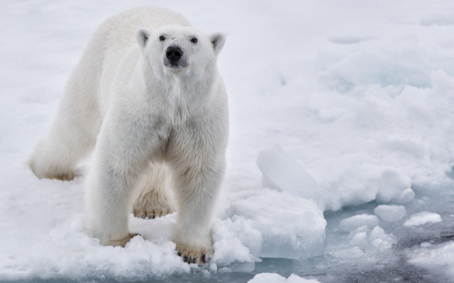 Polar bear ice snow ecological free wallpaper - medium preview image