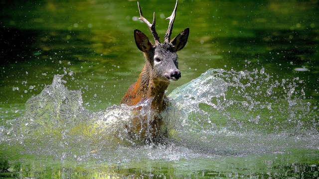 Deer splash water pond aurora free wallpaper - medium preview image