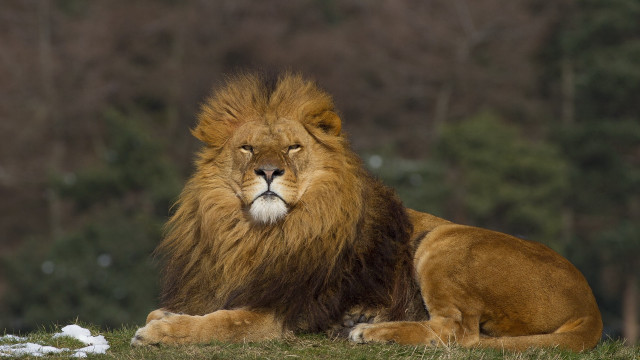 Lion sitting green field forest free wallpaper - medium preview image