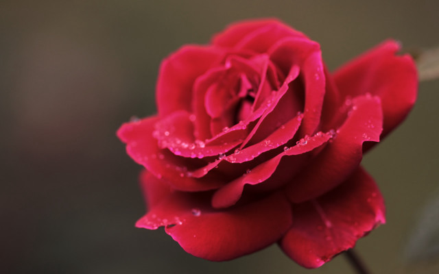 Red rose water droplets macro #43 free wallpaper - medium preview image
