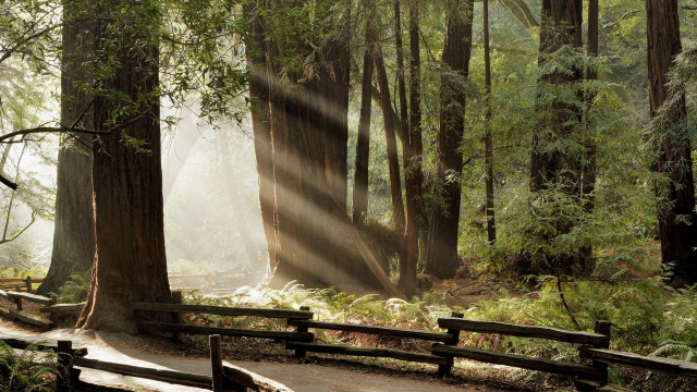 Forest path bench trees sunbeam free wallpaper - medium preview image