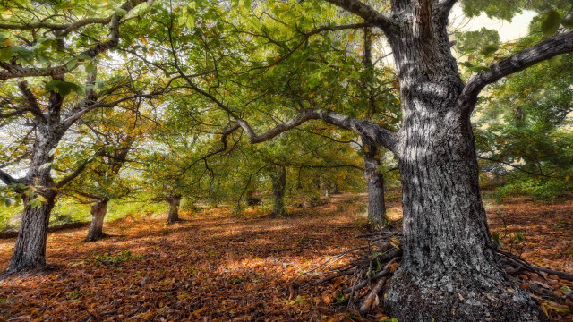 Autumn forest leaves sunbeam nature free wallpaper - medium preview image