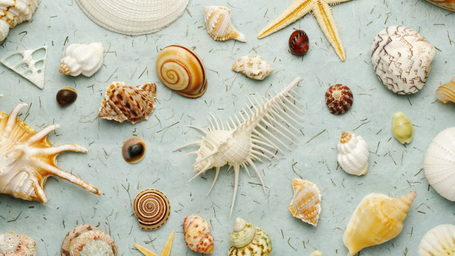 Sea shells comb starfish ocean free wallpaper - medium preview image