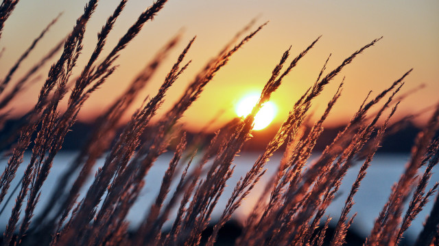 Sunset water tallgrass dusk horizon free wallpaper - medium preview image
