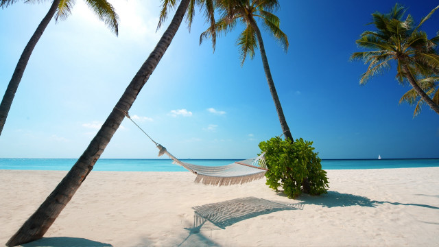 Hammock palm trees beach blue #5 free wallpaper - medium preview image