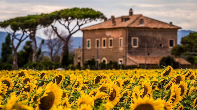 Sunflower field house tree sky free wallpaper - medium preview image