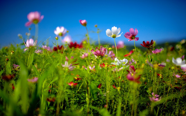 Flower field blue sky pink #2 free wallpaper - medium preview image