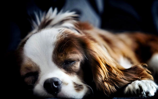 Dog sleeping couch portrait blurry free wallpaper - medium preview image