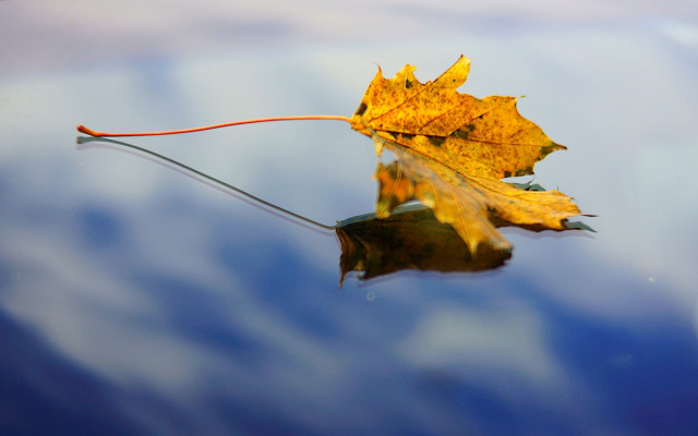 Leaf floating water red line free wallpaper - medium preview image